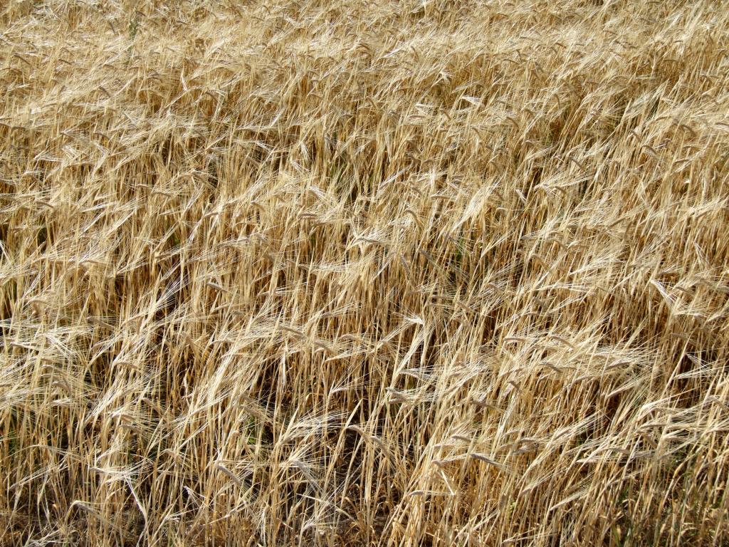 Maior produtividade dos grãos é o foco no dia de campo da Copercampos