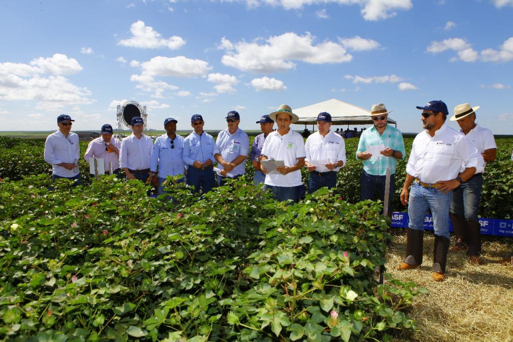 Técnicos da Abapa participam de Dia de Campo em Brasília para manejo da ramulária do algodão