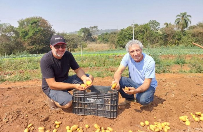 Batata de origem nacional ganha espaço em Botucatu (SP) e região