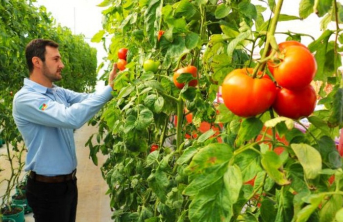 Produção de tomate cresce no RS, mas preços recuam