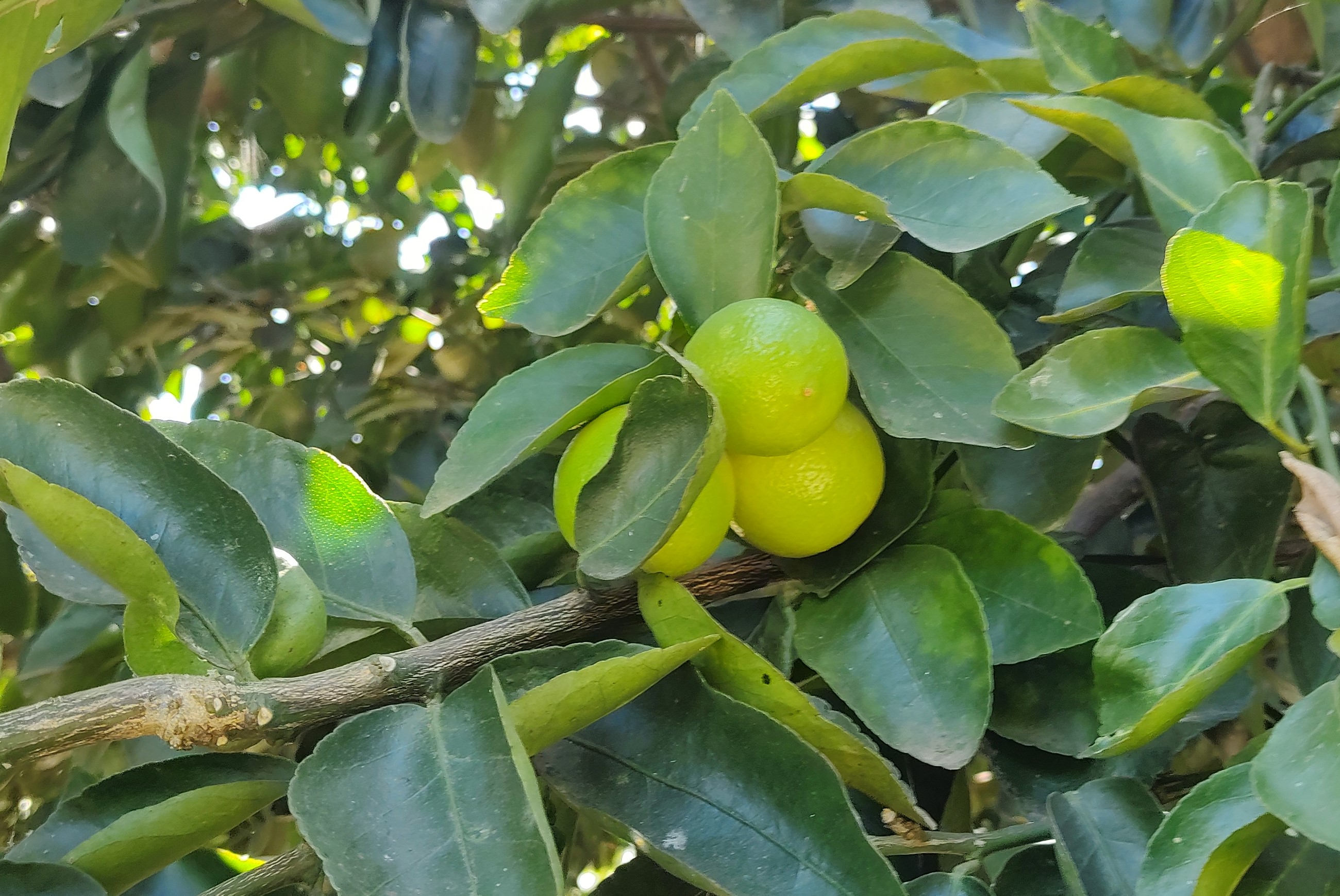 Graças à pesquisa, Mato Grosso terá limão tahiti resistente à gomose