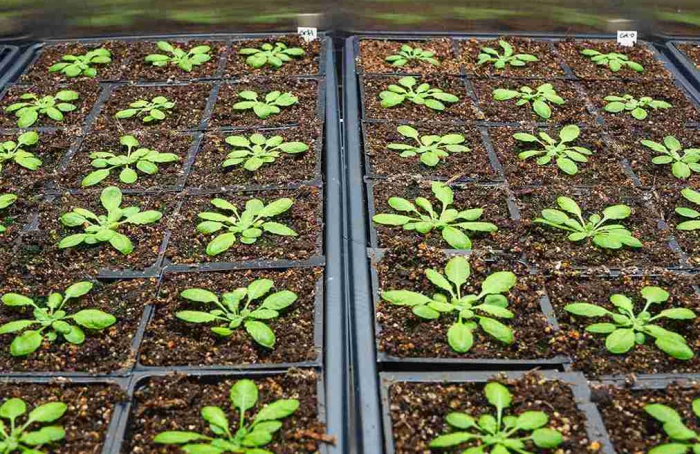 Manipulação hormonal eleva produtividade e resistência em plantas