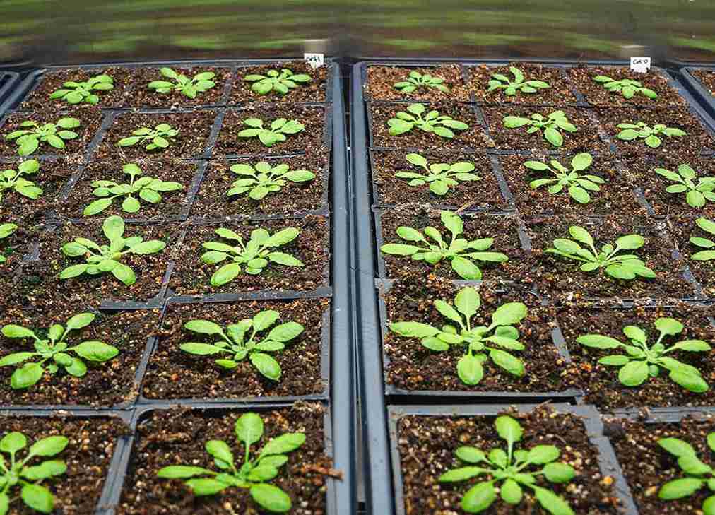 Manipulação hormonal eleva produtividade e resistência em plantas