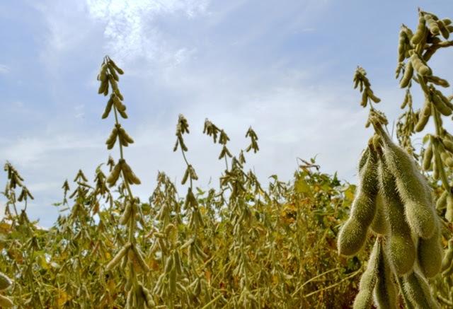 Plantio do milho chega 87% e, colheita de soja, a 93%, segundo Aprosoja/MS