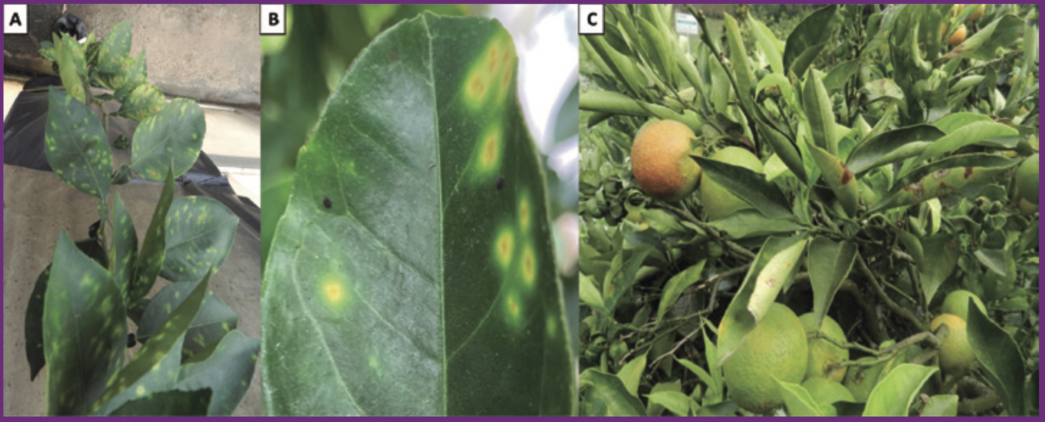 Sintomas de CVC (causado por <i>Xylella fastidiosa</i>) em laranjeiras: (a) manchas cloróticas distribuídas irregularmente pelas folhas; (b) pontos necróticos de coloração amarronzada nas manchas cloróticas; (c) folhas com aspecto de murcha, com necrose avançada e frutos pouco desenvolvidos - Fotos: Carvalho <i>et al</i>. 2022