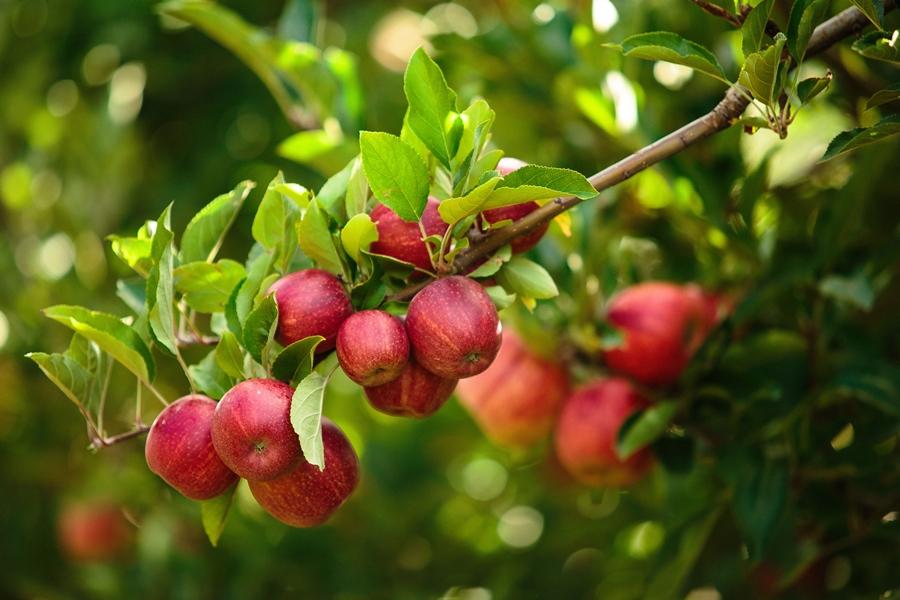Sarna da macieira exige atenção do produtor na safra