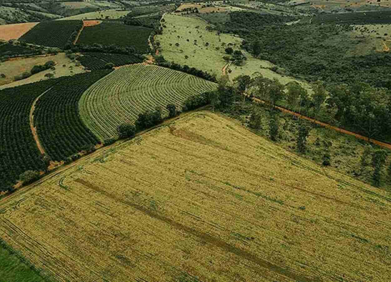 Mato Grosso lidera avanço da soja na safra 2025/26