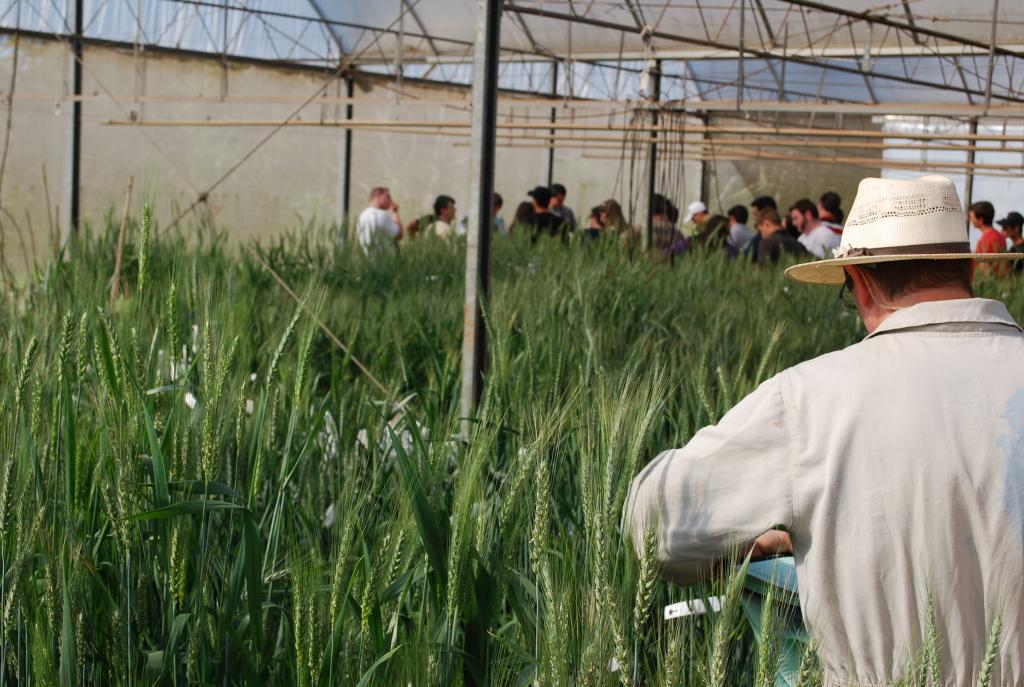 Melhoramento de trigo da Embrapa chama a atenção de produtores do Paraguai