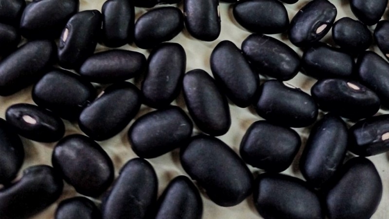 Secretaria da Agricultura do RS registra nova cultivar de feijão preto no Mapa