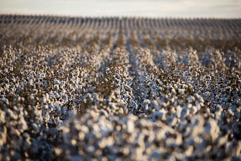 Inicia semeadura do algodão em MS safra 2020/21