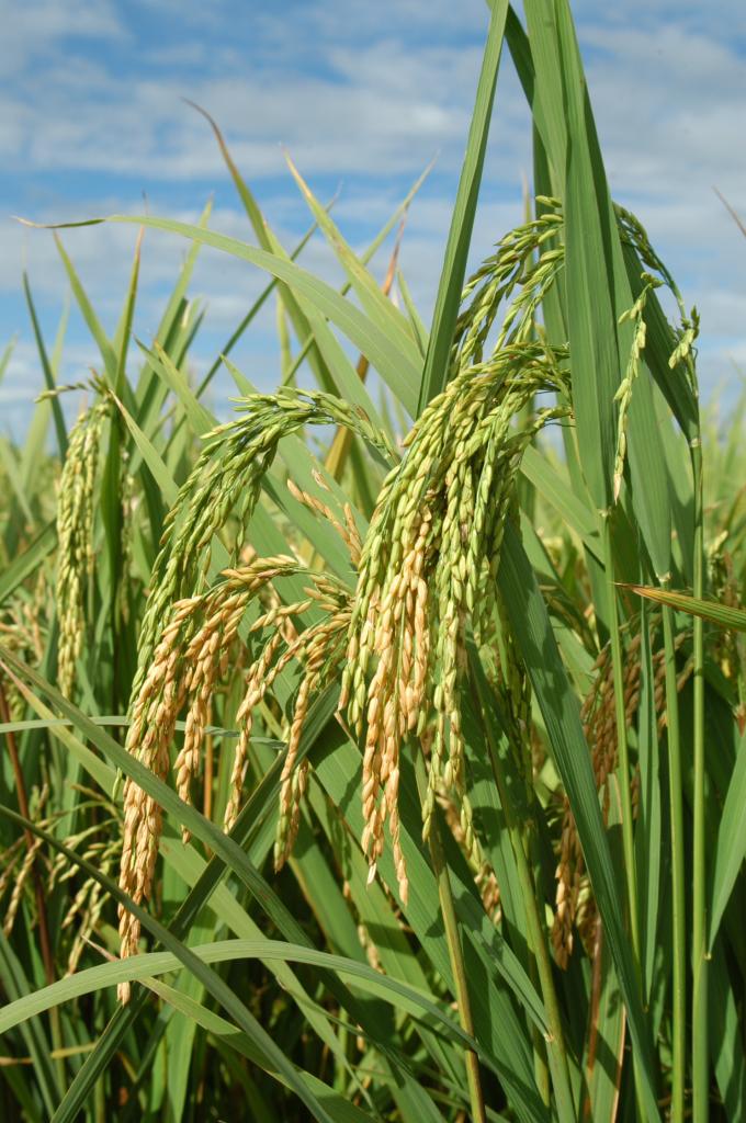 Raízes desenvolvidas favorecem produtividade do arroz em mais de 10%