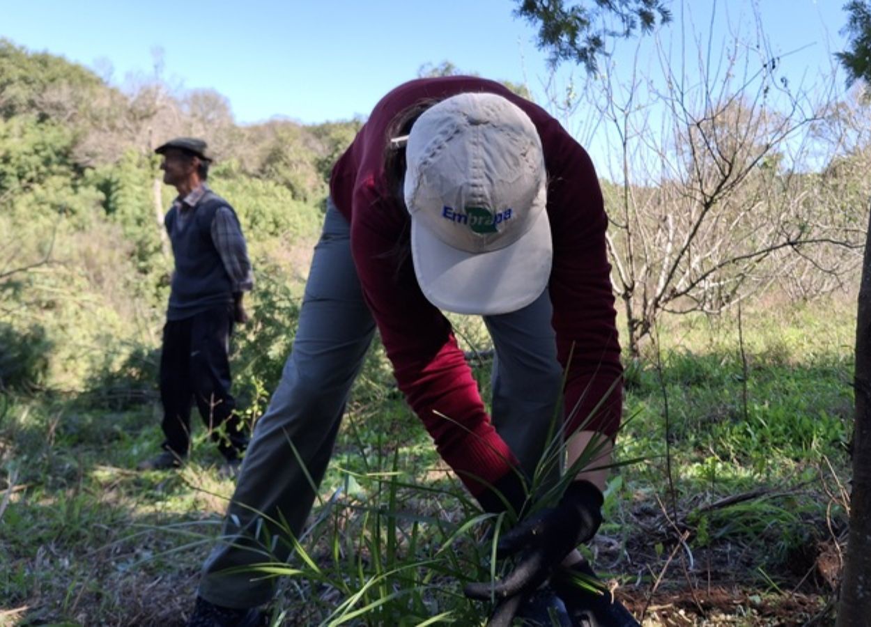 Recupera Rural RS oferece capacitações em SAFs e restauração
