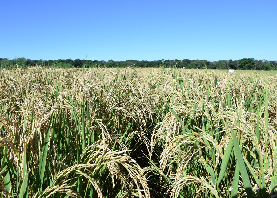 Arroz de terras altas é usado para diversificar produção de grãos no Cerrado