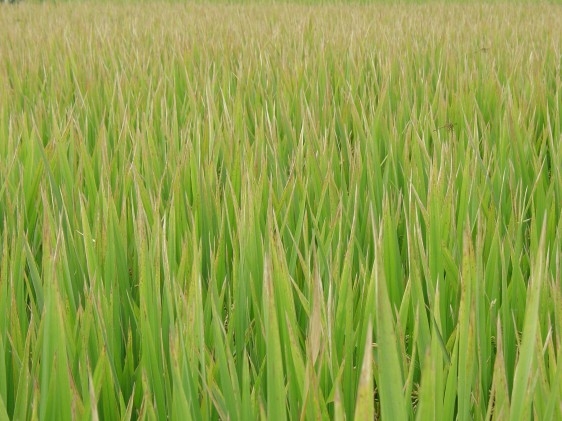 Exportações de arroz crescem 20,5% em março