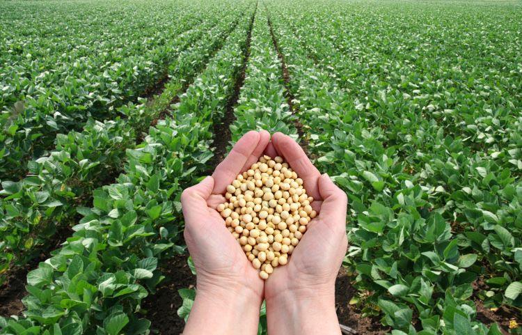CESB comemora 10 anos de alta produtividade de soja