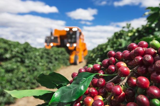 Clima firme favorece colheita da safra de café 2020/21