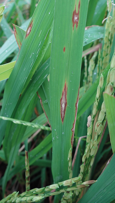 Figura 1 - Sintomas de brusone em folha de arroz