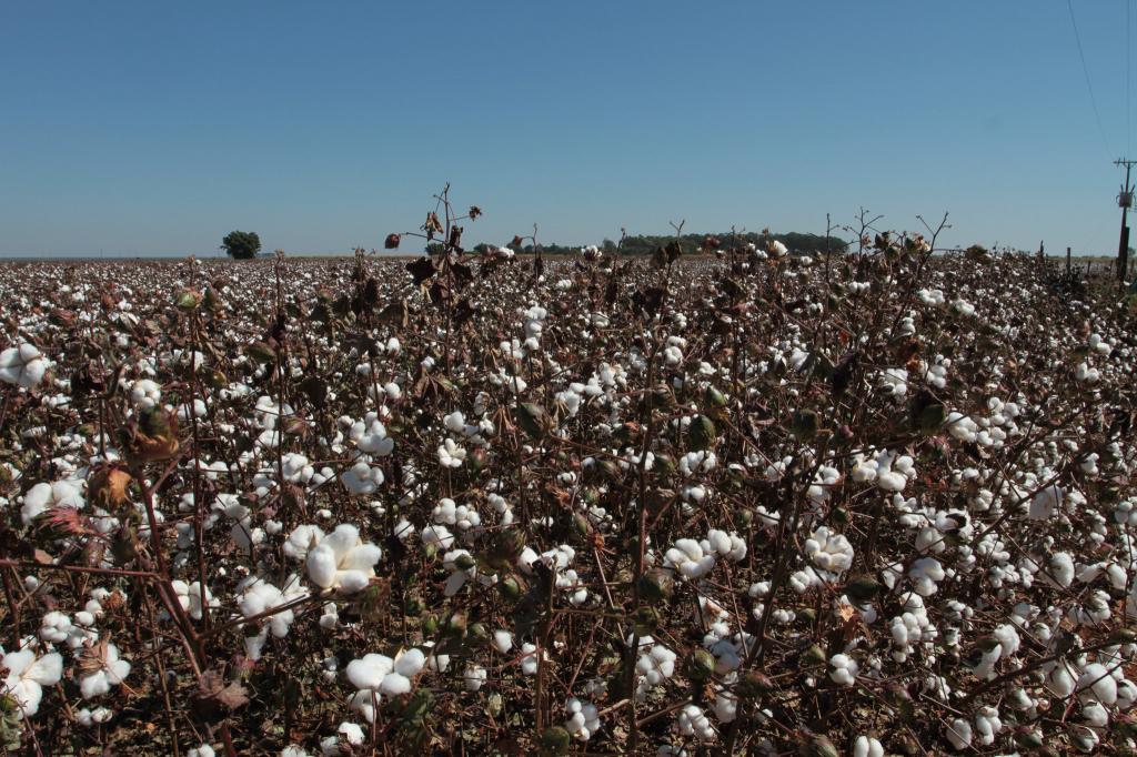 Exportações do agronegócio totalizam US$ 5,8 bilhões em janeiro