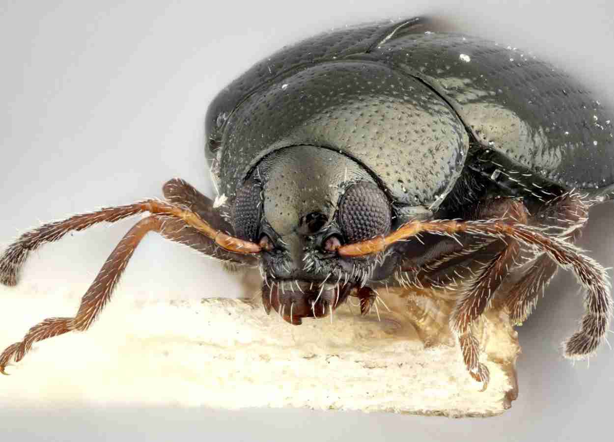 DNA ambiental permite monitorar resistência de insetos a inseticidas