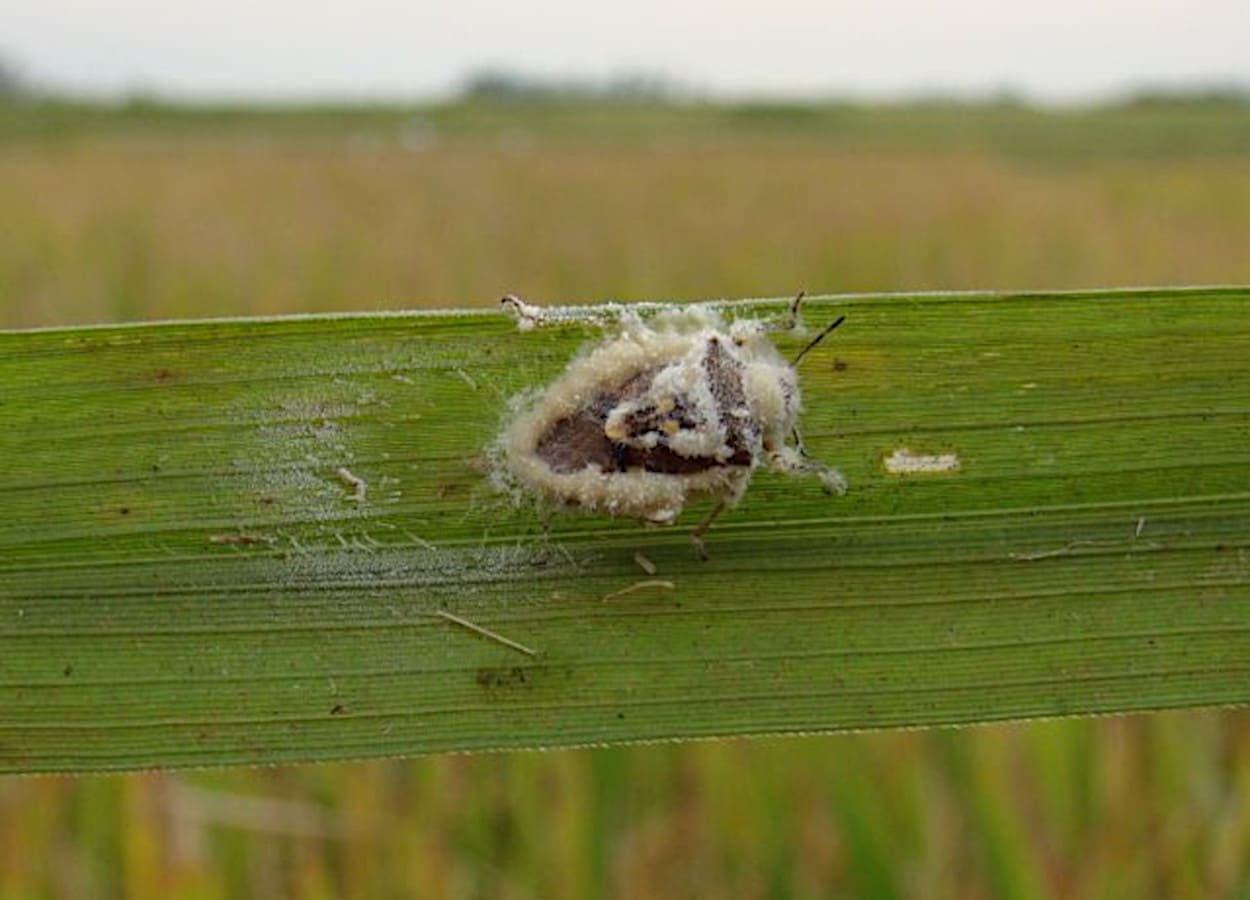 Epagri testa fungo para controlar praga do arroz irrigado em Santa Catarina