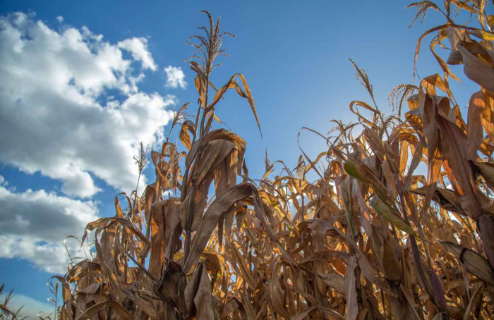 Estiagem prejudica cerca de 326 mil produtores em Minas Gerais