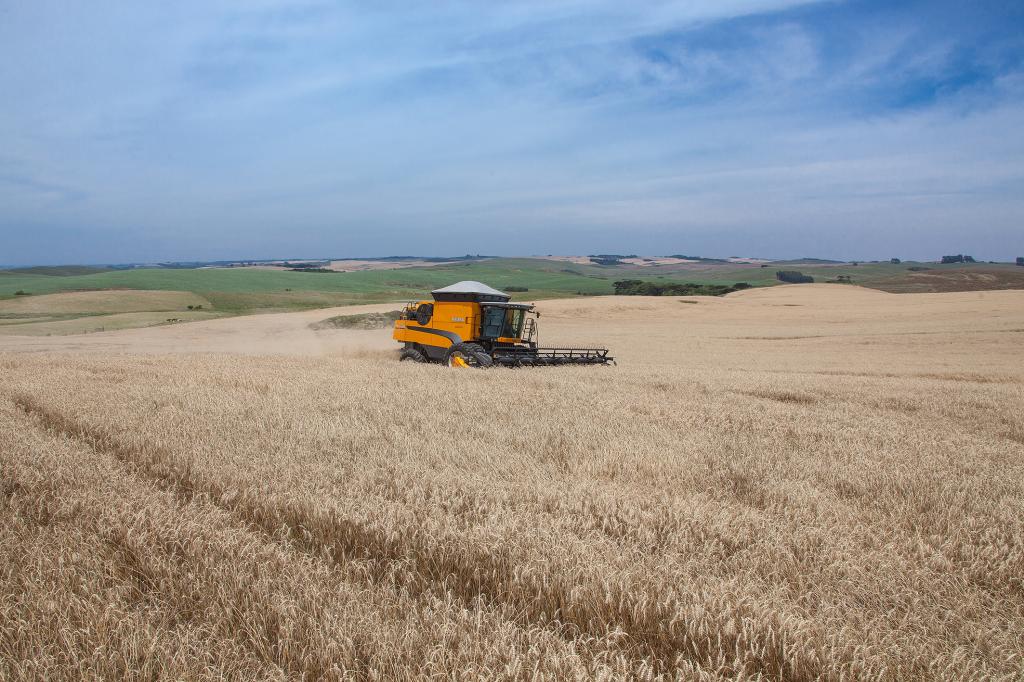 Safra 2019 de trigo está em estágio avançado de colheita