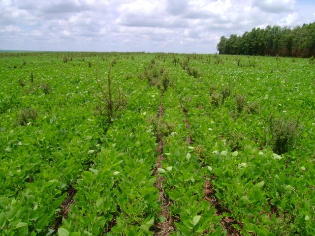 Bayer e Embrapa pesquisam plantas daninhas resistentes a herbicidas