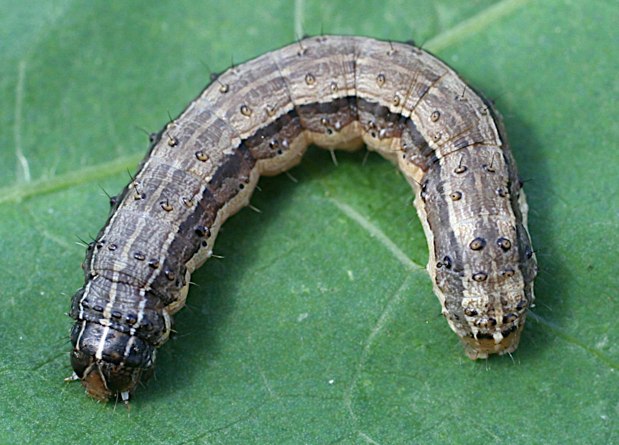Foto: Russ Ottens / University of Georgia - Bugwood