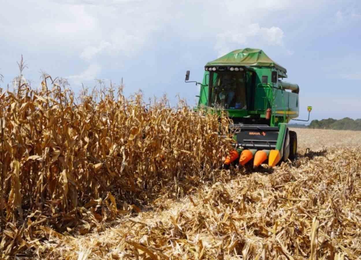 Safra de milho do RS deve superar 6,4 milhões de toneladas