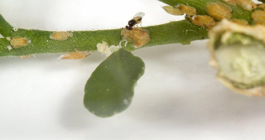 Soltura de vespas diminui população de psilídeo onde não há controle químico