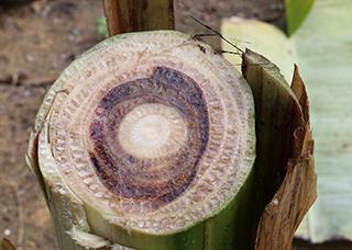 Brasil prepara ações para prevenir entrada de nova raça da murcha-de-fusarium da bananeira