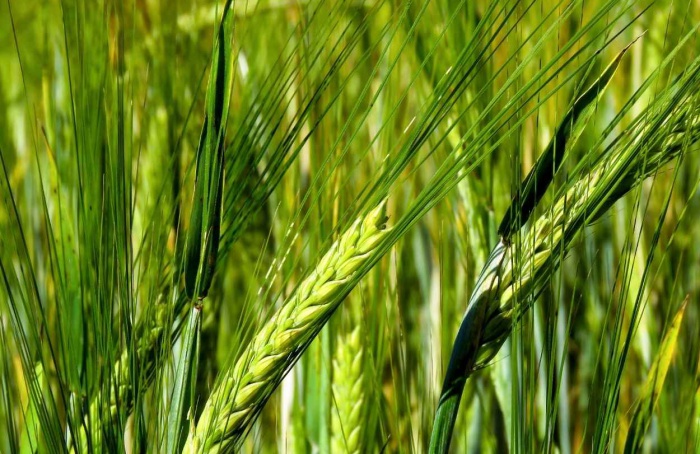 PR Safra 2025/26: plantio de cevada alcança área recorde