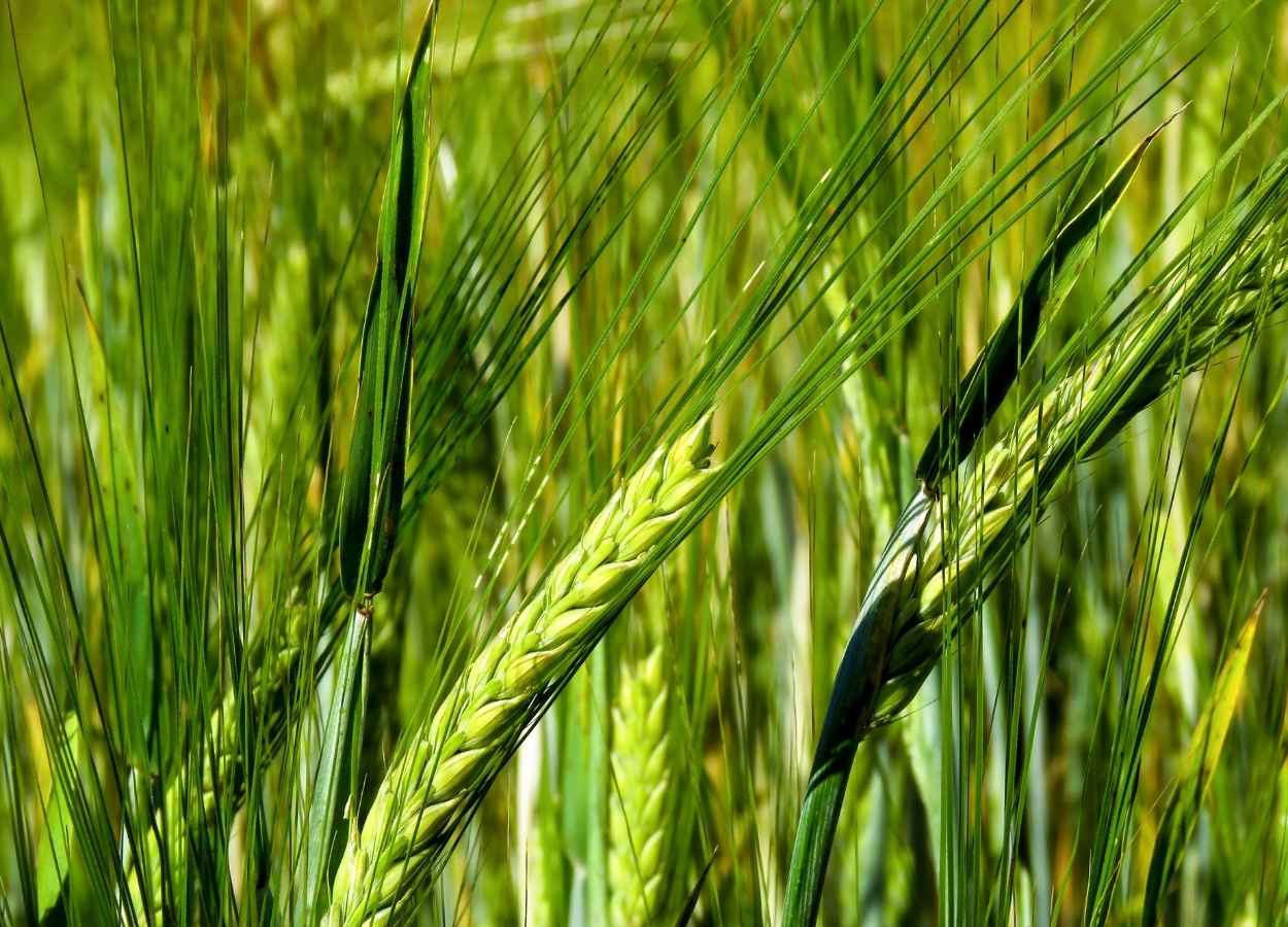 PR Safra 2025/26: plantio de cevada alcança área recorde