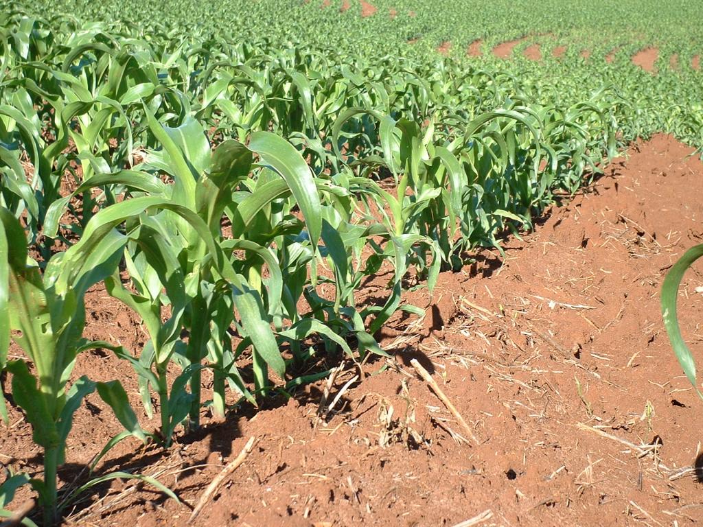 Estiagem preocupa produtores de milho safrinha do Mato Grosso