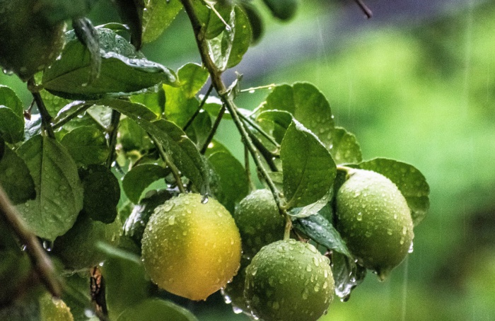 Chuvas impactam produção de citros no Rio Grande do Sul
