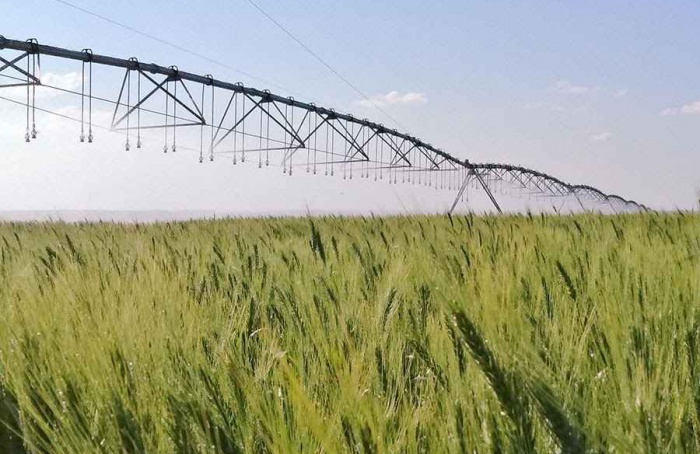 Irrigação no ponto certo reduz pela metade os gases do trigo no Cerrado