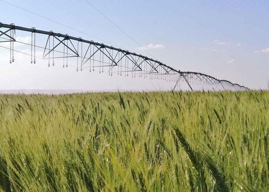 Irrigação no ponto certo reduz pela metade os gases do trigo no Cerrado