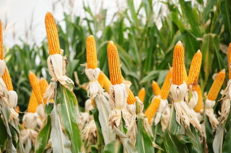 Plano Agrícola 2014/2015: Crédito rural teve 89,4% dos recursos contratados