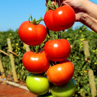 Syngenta lança nova variedade de semente de tomate