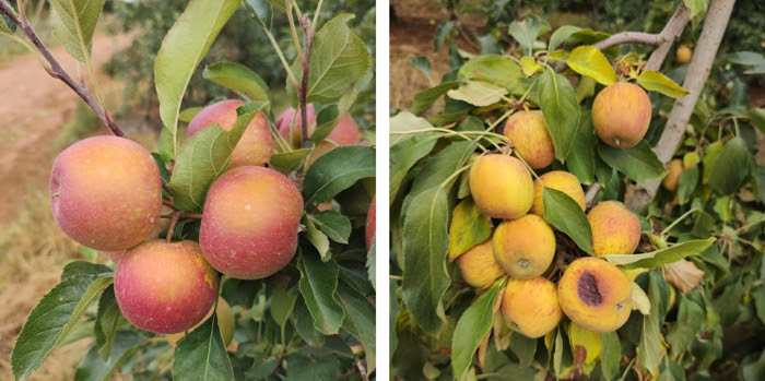Estiagem no sul do Brasil: Considerações e indicações técnicas para o manejo da macieira