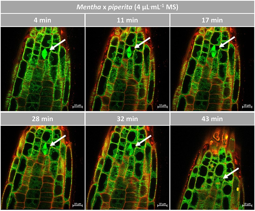 Resposta de microtúbulos ao óleo essencial de <i>Mentha</i> x <i>piperita</i> em <i>Arabidopsis</i>. Raízes representativas de <i>Arabidopsis</i> expressando TuB6-GFP seguidas por microscopia confocal de varredura a laser após tratamento com 4 μL.mL−1 de óleo essencial de <i>M. x piperita</i> no dia 7 pós-germinação. Os compostos foram administrados através de meio MS ½ contendo 0,5% de sacarose. Iodeto de propídio foi adicionado a 2 μg.mL−1 para marcar as paredes celulares e acompanhar a morte celular. As imagens são seções confocal individuais. As observações foram conduzidas no modo multi-rastreamento usando excitações a laser de 488 e 555 nm