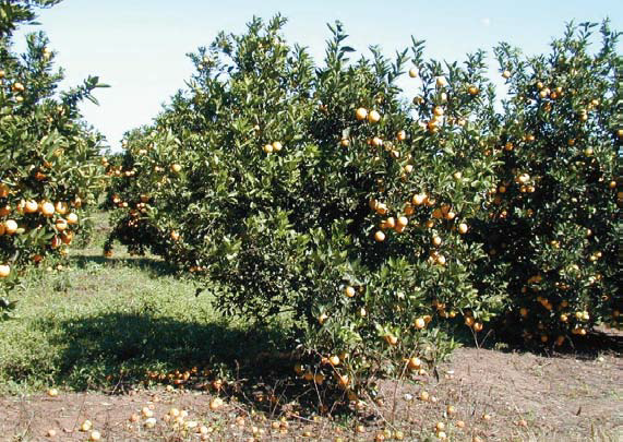 Exterminador de pomares: métodos de manejo de greening do citros