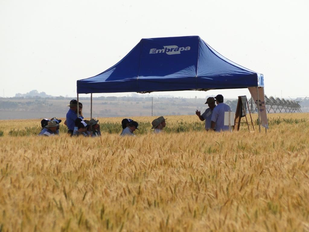 Dia de Campo sobre trigo reuniu produtores em Minas Gerais