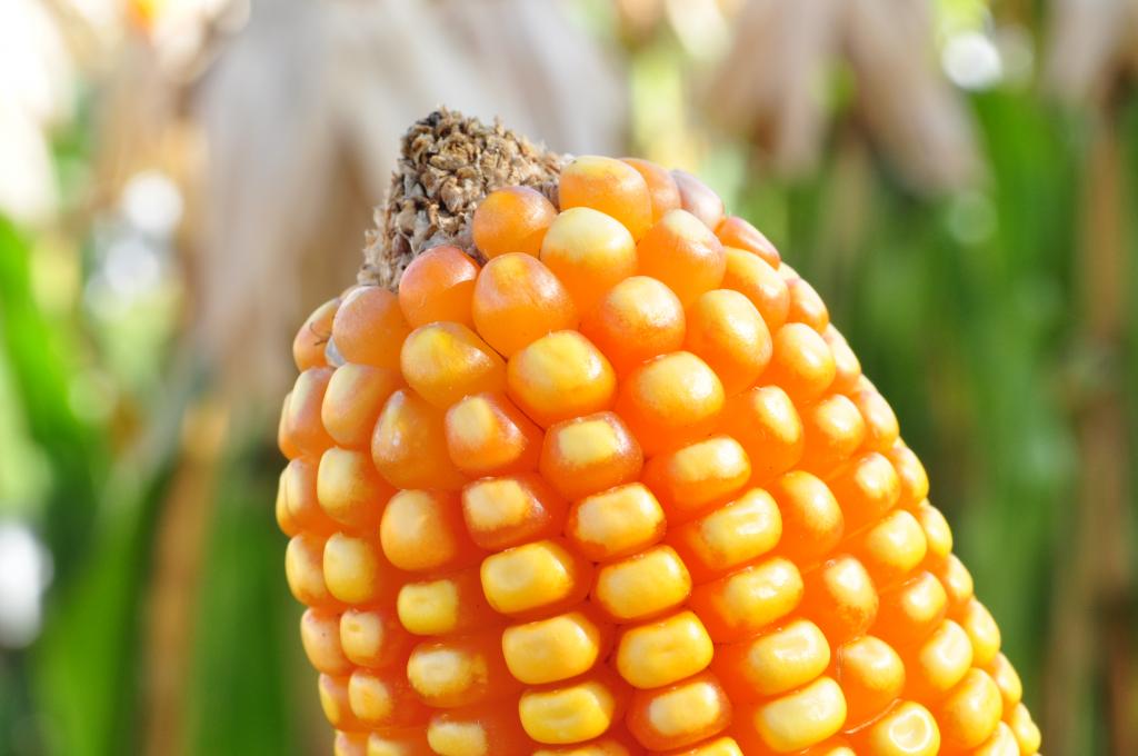 ​​Cerca de 500 produtores testaram RefúgioMax, milho para Refúgio da Monsanto