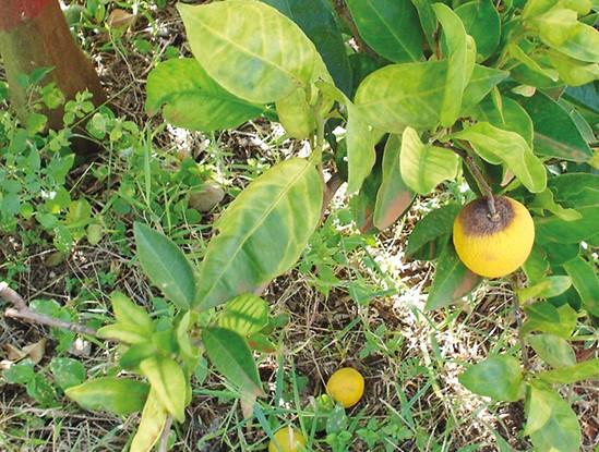 Greening atinge 20,87% das laranjeiras do cinturão citrícola de SP e MG
