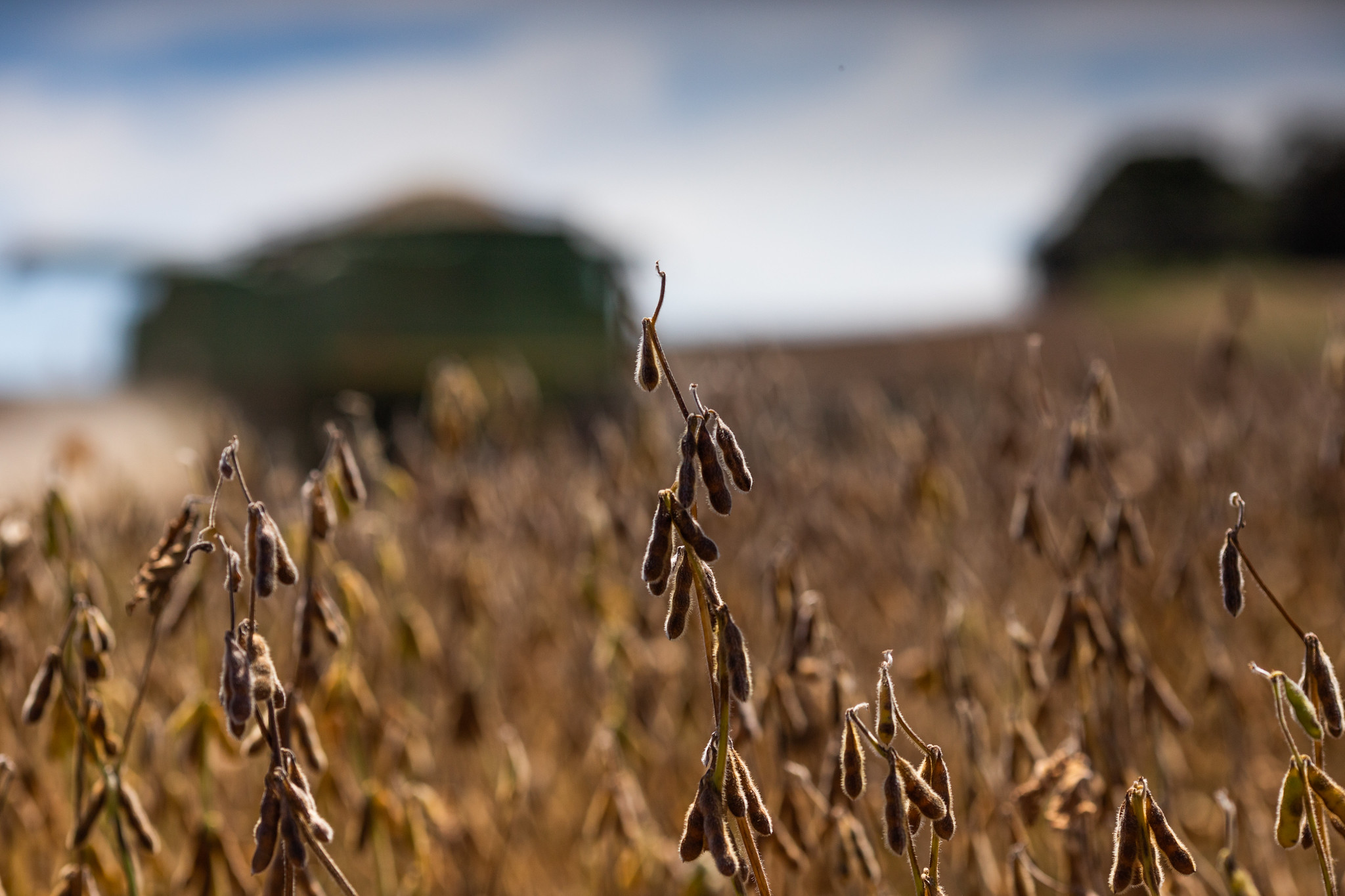 Exportações de soja e milho podem diminuir após queda nas cotações