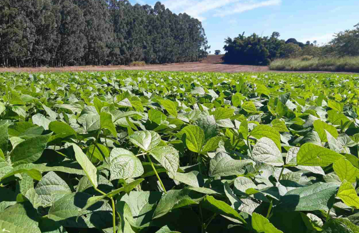 IDR-Paraná lança nova cultivar de feijão