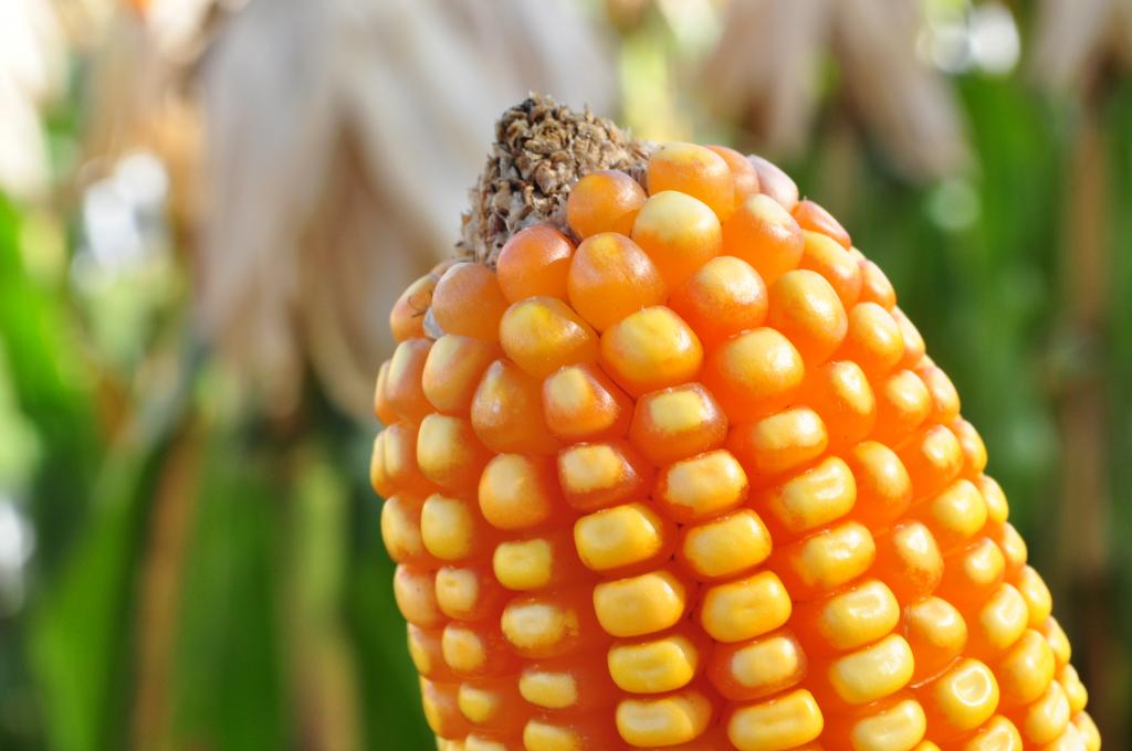 Com garantia da oferta, tendência é de queda nos preços do milho