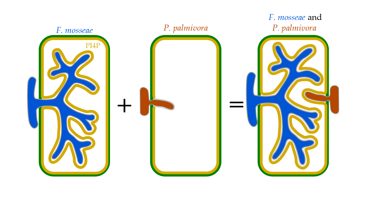 Utilizando biossensores de fosfoinositídeos em <i>Nicotiana benthamiana</i>, cientistas mostram que as interfaces mutualistas e patogênicas exibem assinaturas lipídicas de membrana distintas. Durante a co-colonização, o fosfatidilinositol-4-fosfato do hospedeiro é recrutado para as estruturas do patógeno, e a resistência é aumentada, revelando uma remodelação dinâmica da identidade da membrana do hospedeiro que molda os resultados da interação