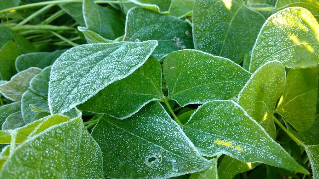 Onda de frio compromete lavoura de Feijão no Paraná
